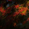 永宝寺の紅葉