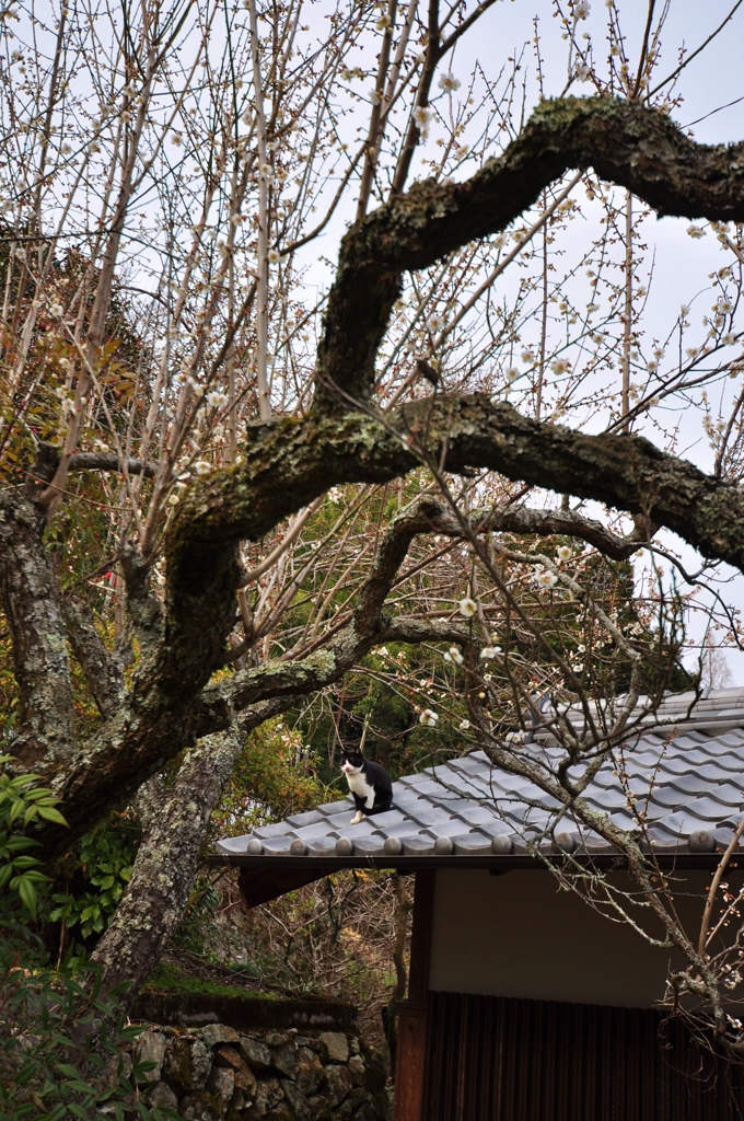 お花見にゃんこ