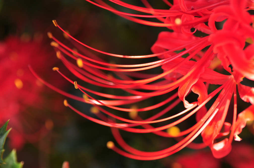 花の命は短くて