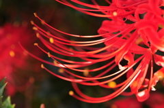 花の命は短くて