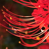 花の命は短くて