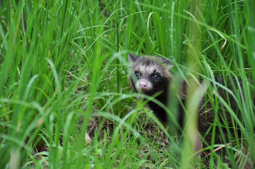 一人ぼっちの子タヌキ②　お散歩