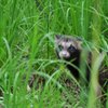 一人ぼっちの子タヌキ②　お散歩