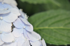 紫陽花