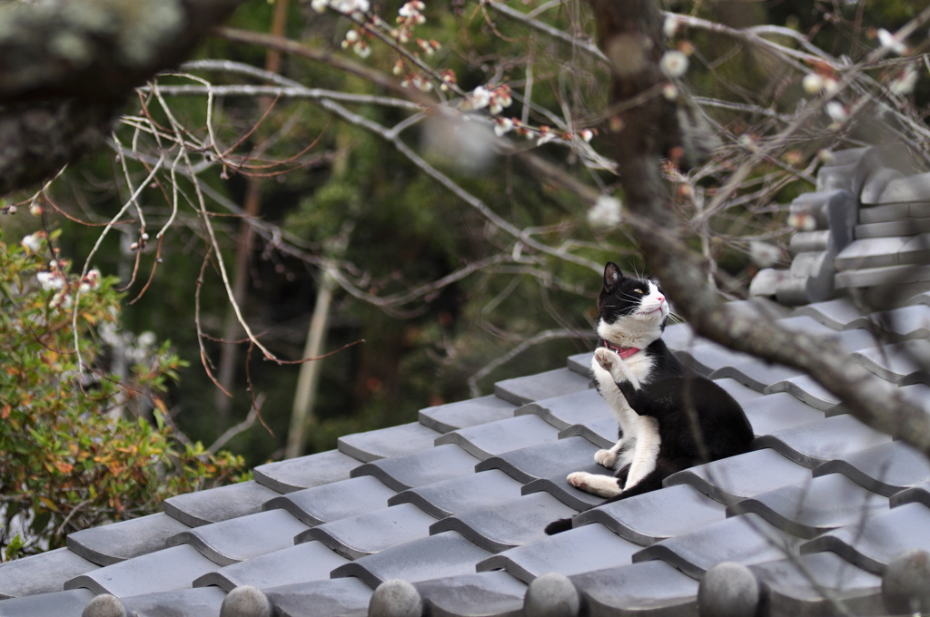 花見ヨガ