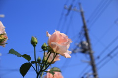 IMG_4826