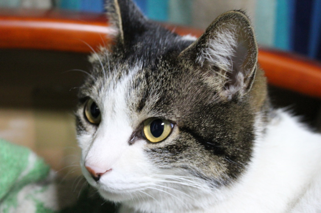 うちのモモ　その9