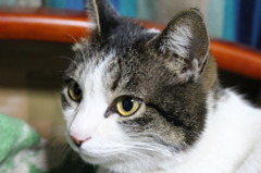 うちのモモ　その9