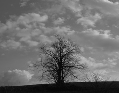 孤高なる木