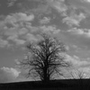 孤高なる木