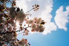 桜と木漏れ日