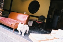 レトロ感じるマスター犬