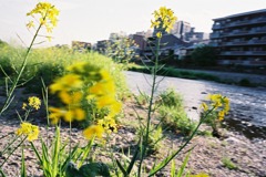 鴨川の菜の花