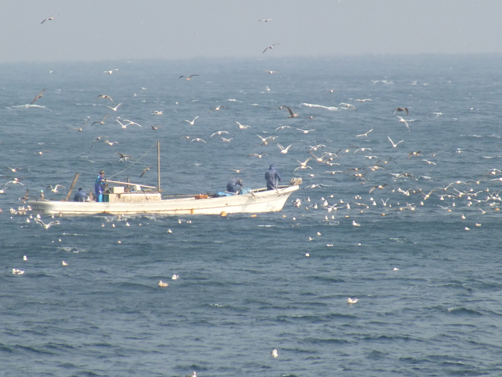 餌を求めるカモメの群れ。