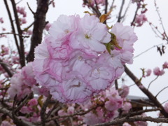 八重桜（南殿）