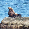 海獣とど