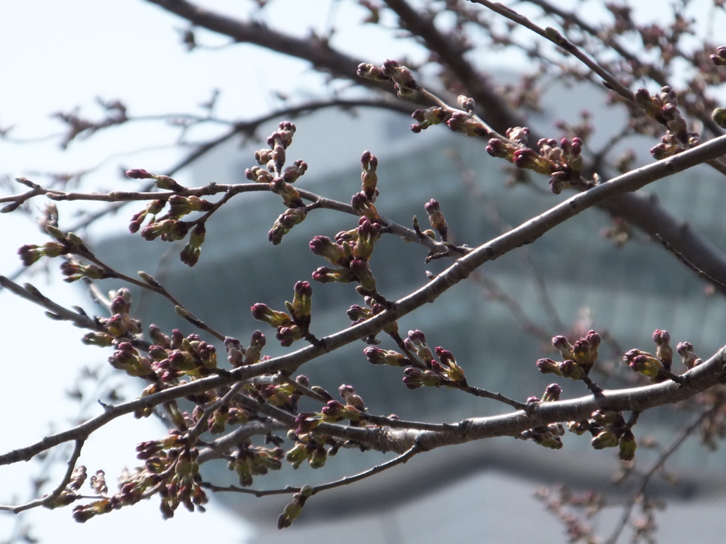 五稜郭公園の桜はもう少しです。