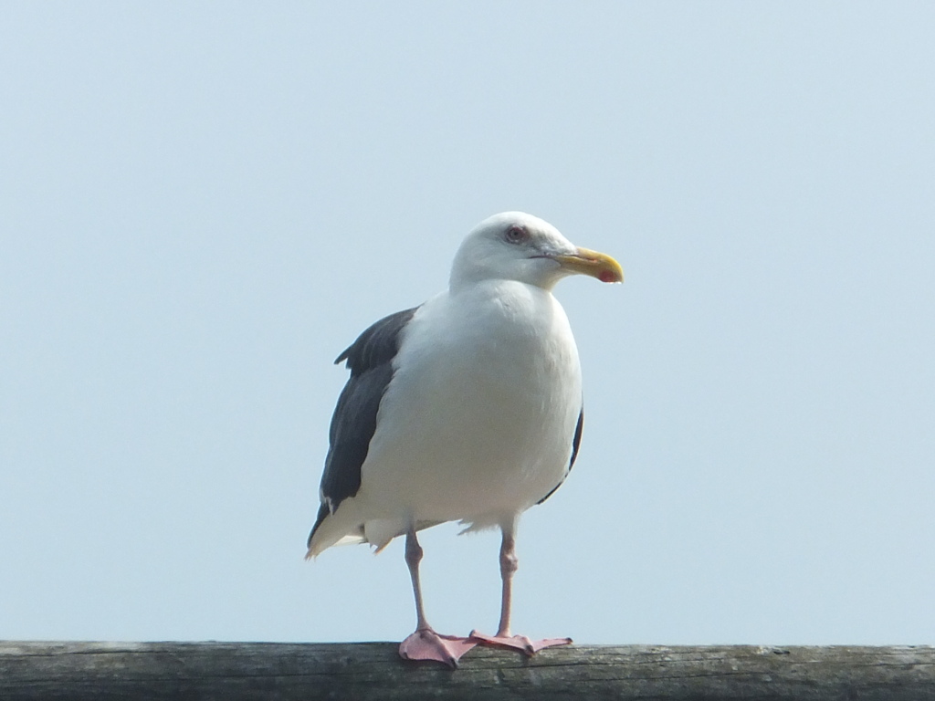 カモメ！