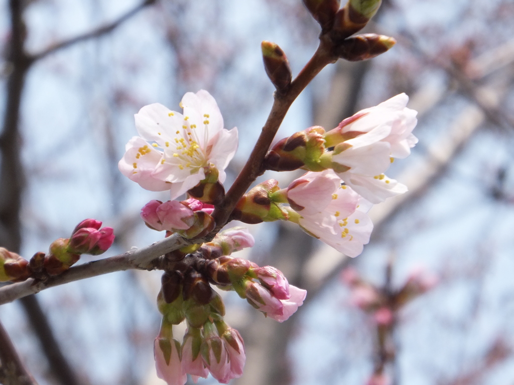 函館もようやく桜咲く（亀田川沿い）