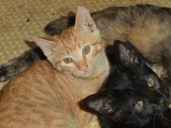 愛らしい子猫たち