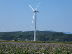 ジャガイモ畑と風車
