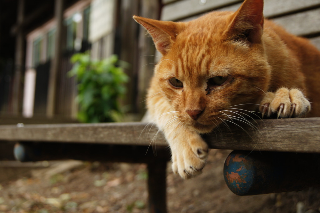 ねこべんち