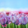 ときめきチューリップⅡ