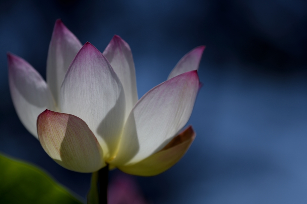 嶺　花Ⅱ