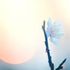 （再）夕香散見草Ⅲ