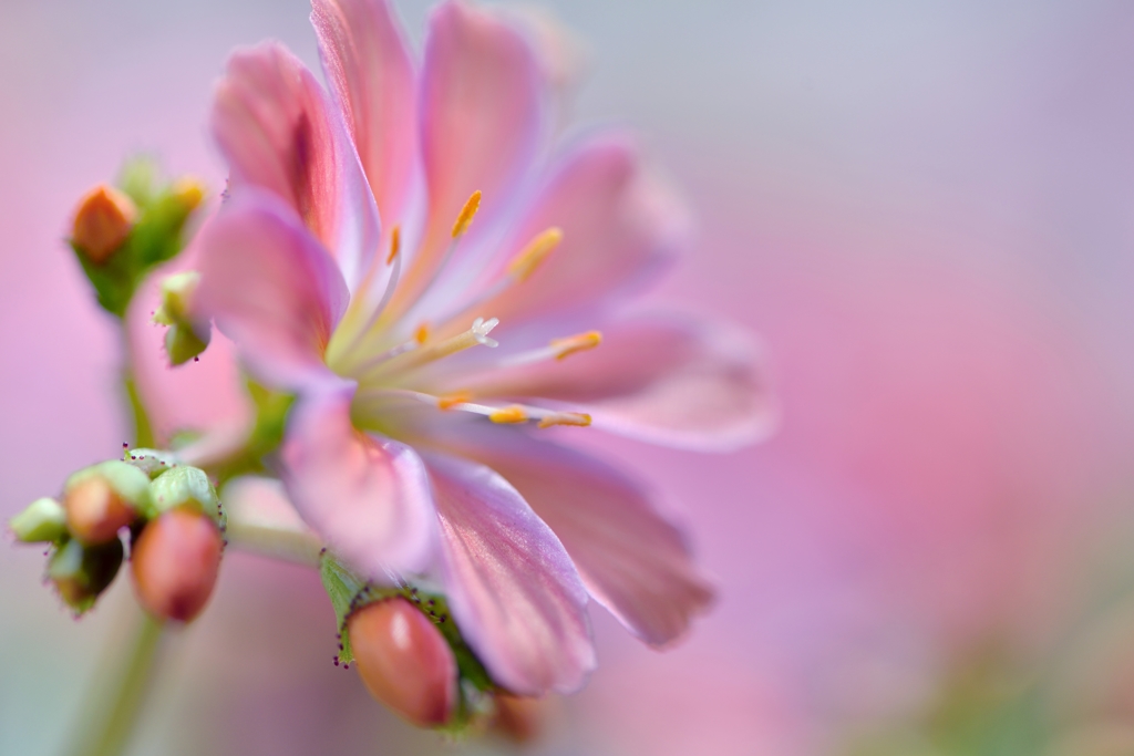 岩 花 火