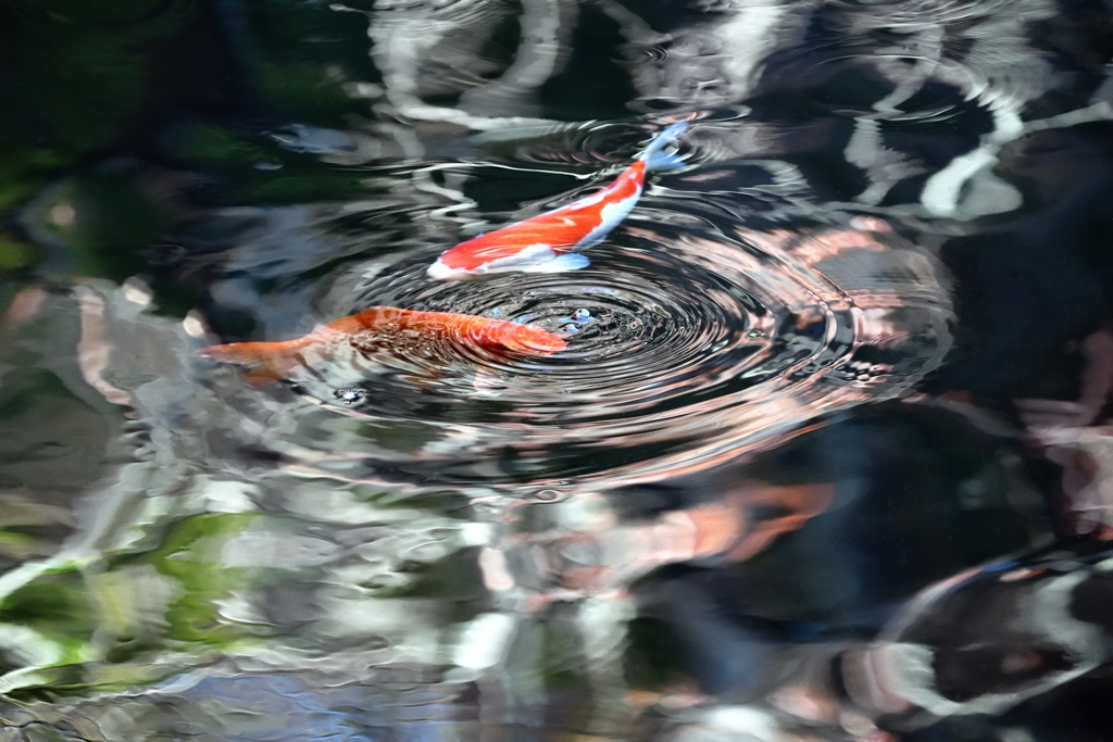 艶 秋 水