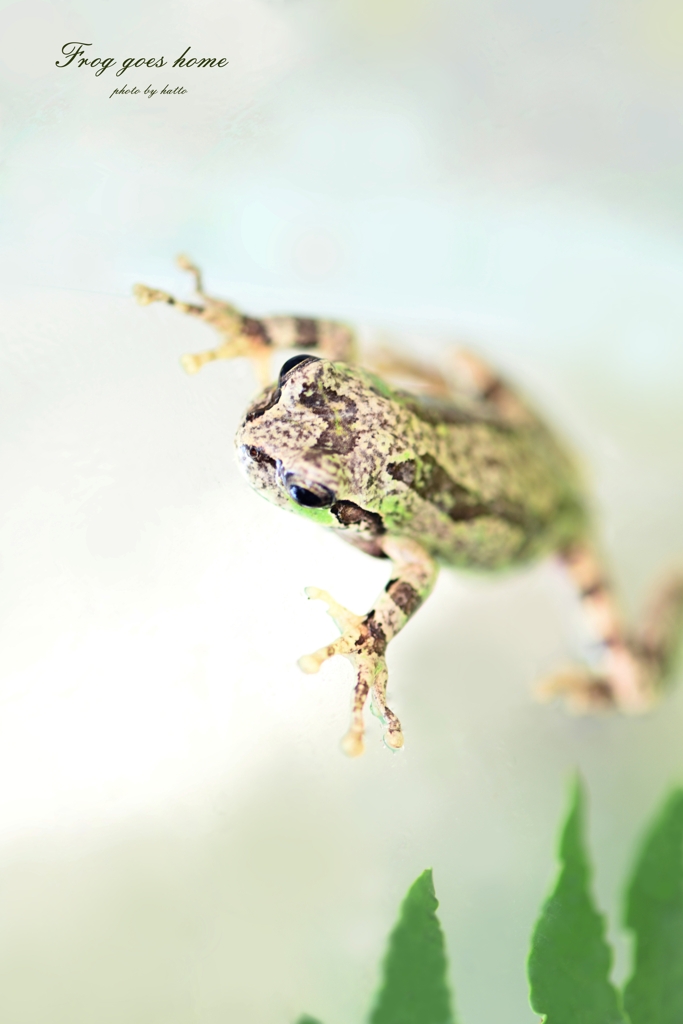 我が家にカエル帰る