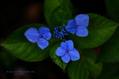 La saison des pluies est bleu clair