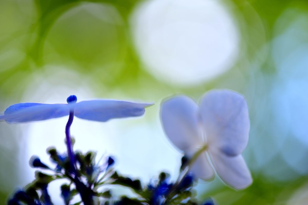 梅雨の晴れ間に咲くⅡ