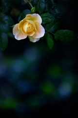 Roses of June