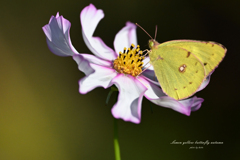 レモンイェローの蝶の秋