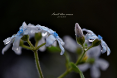 Small blue crown