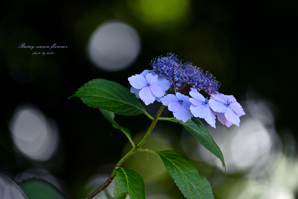 黴 雨 花