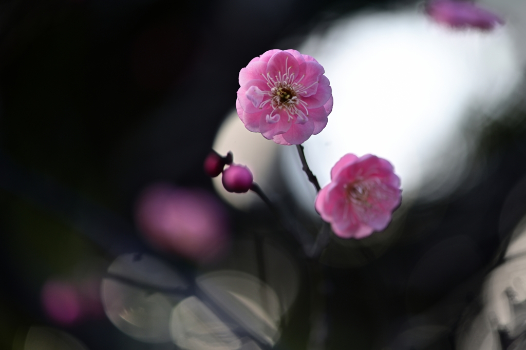 梅つ早花
