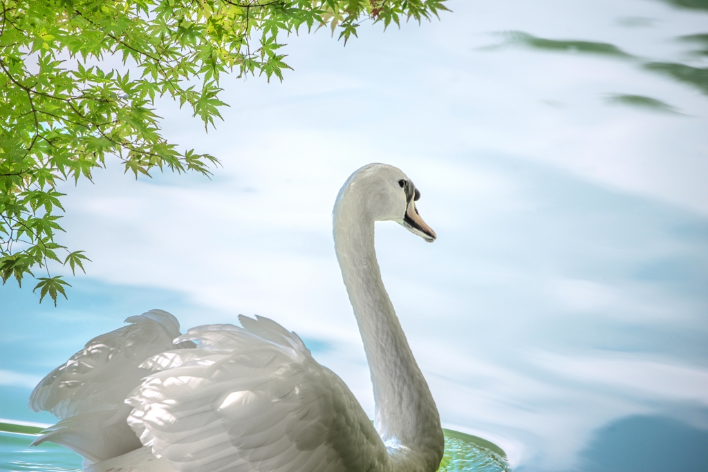 白藍に夢む