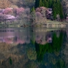 桜　鏡