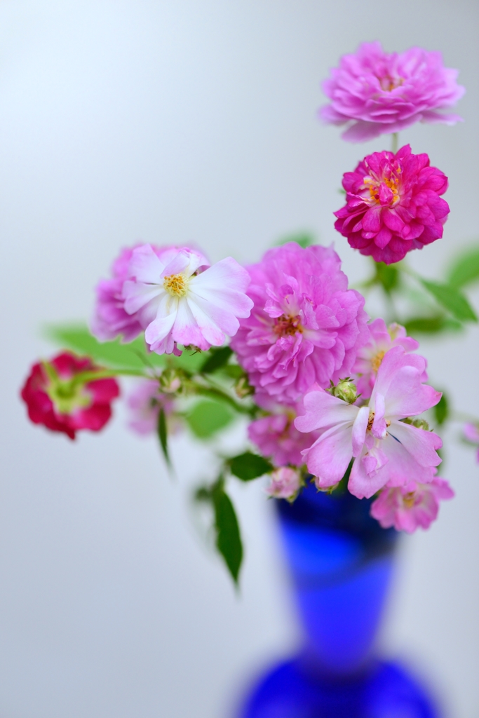 葩