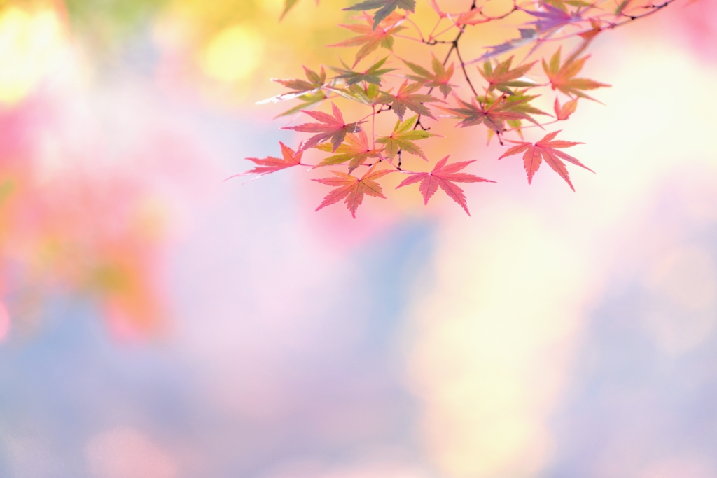 秋 彩 衣