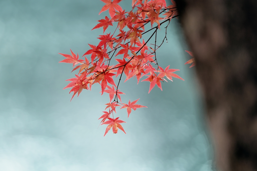 五色沼の赤紅葉