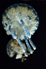 海のキノコ