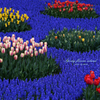 Spring flower island