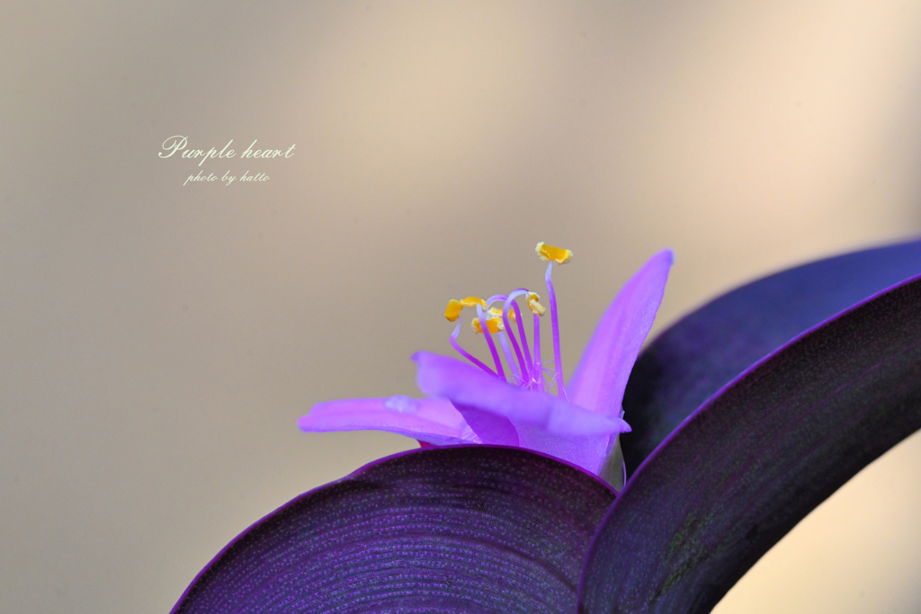 Purple heart