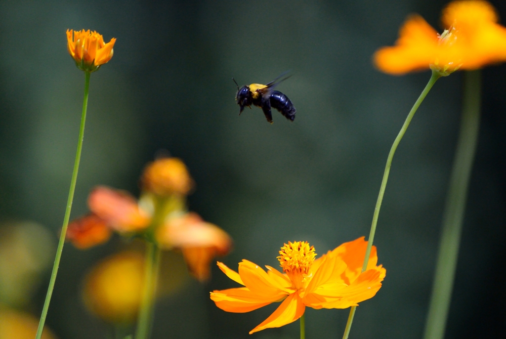 Walk of carpenter bee