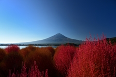 富士にコキアの赤はよく似合う