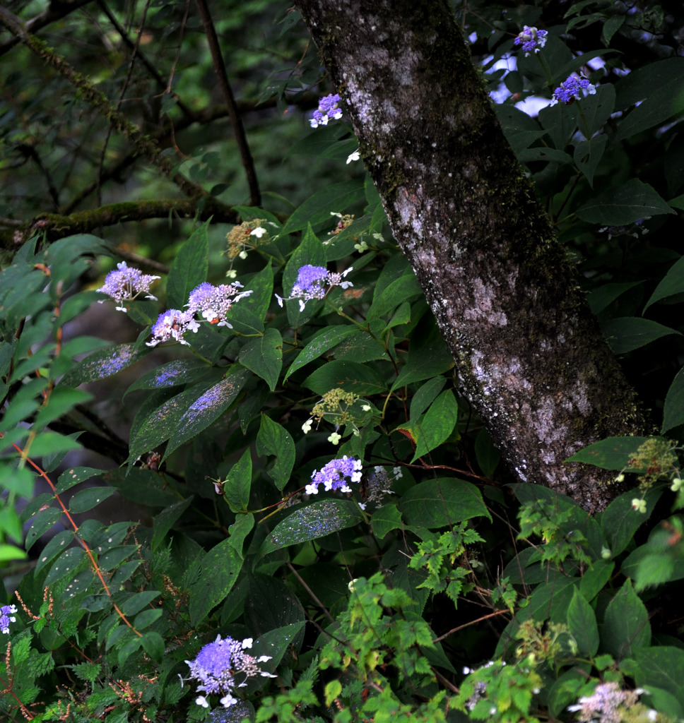 8月の玉紫陽花